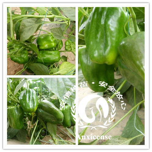 甜椒 甜椒