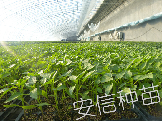 辣椒苗_安信种苗