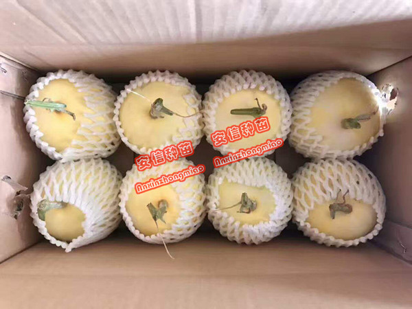 甜瓜苗厂家——安信种苗 甜瓜苗厂家——安信种苗