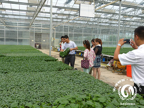 安信种苗番茄苗