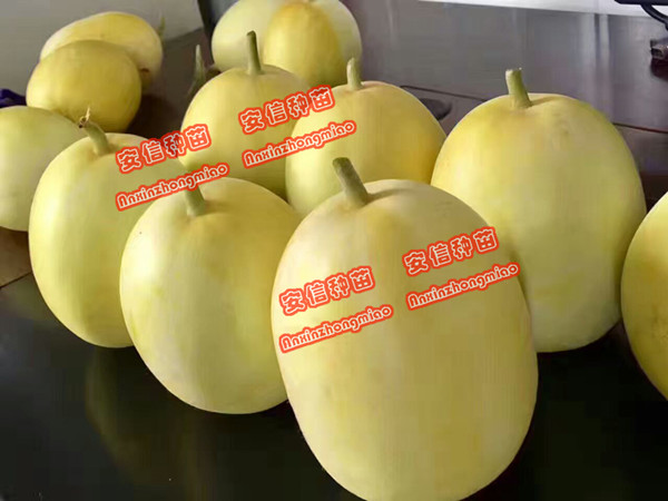 甜瓜苗——景甜五号 甜瓜苗——景甜五号