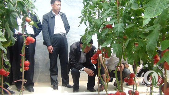 沂南县领导一行实地走进安信种植棚考察西红柿长势