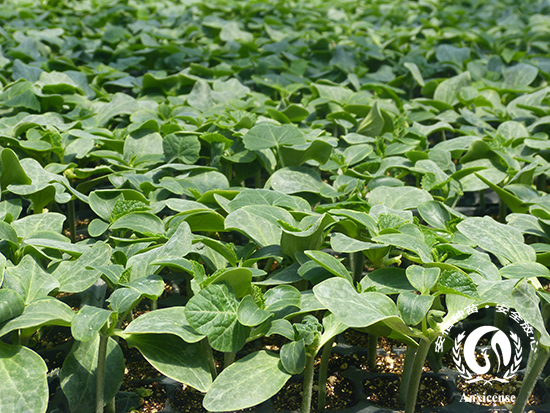 专业嫁接黄瓜苗 专业嫁接黄瓜苗