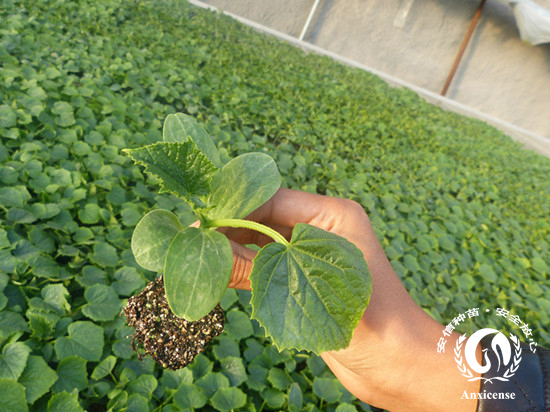 安信嫁接黄瓜苗 安信嫁接黄瓜苗