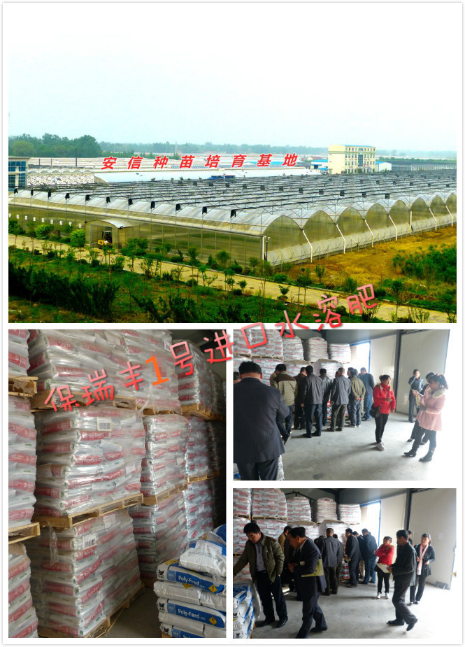 以色列海法保瑞丰2号进口水溶肥全国总代理